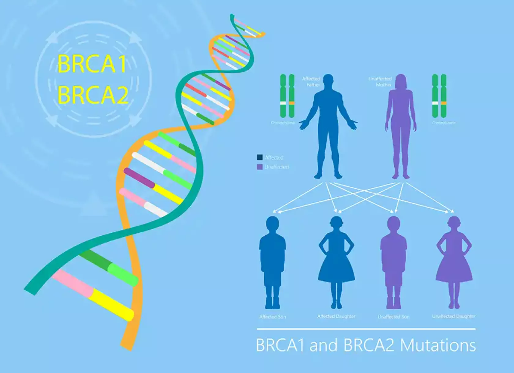 Schaubild zur Vererbung von BRCA1 und 2 mit Gen-Doppelhelix und Generationen.
