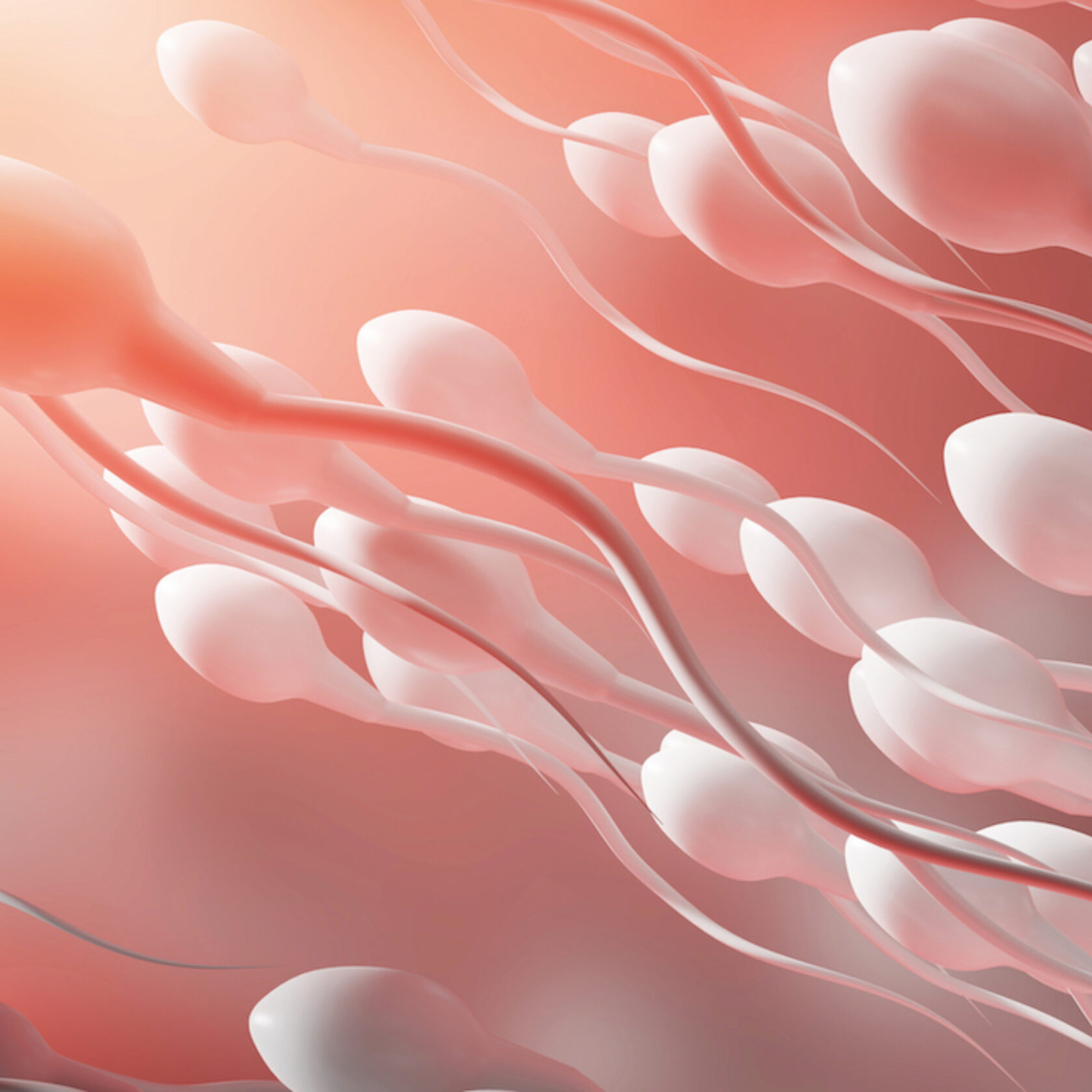 3D-Darstellung von Spermien