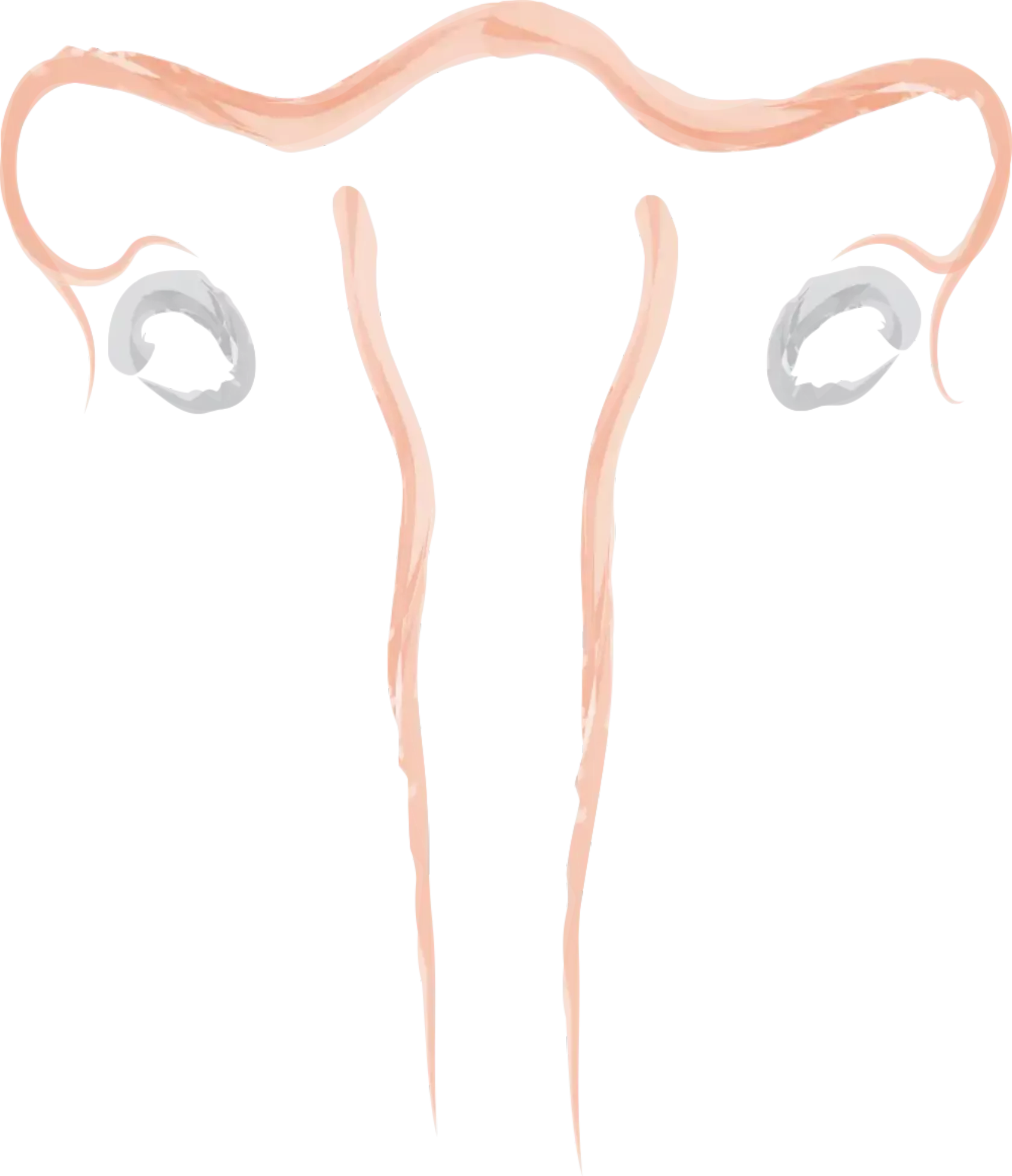 Filigrane Zeichnung der Ovarien, Adnexe, Gebärmutter und Vagina.