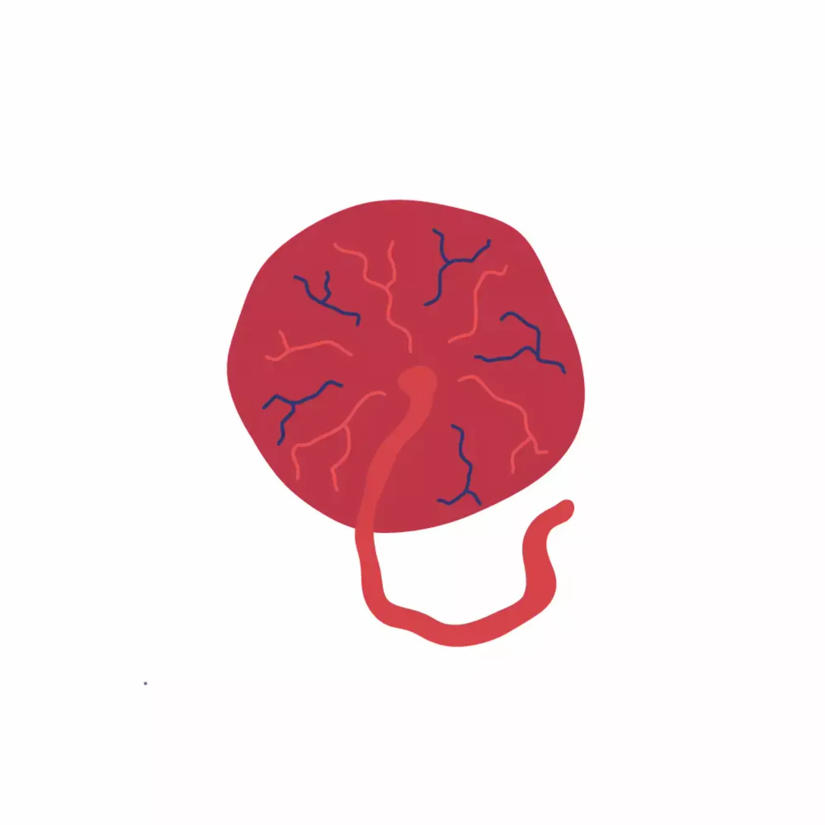 Illustration einer Plazenta mit Blutgefäßen und der Nabelschnur.
