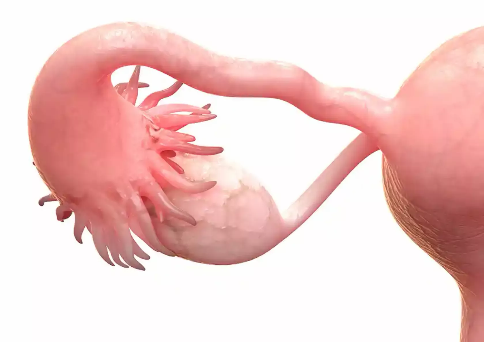 Anatomisches Modell: Ovar mit Adnex