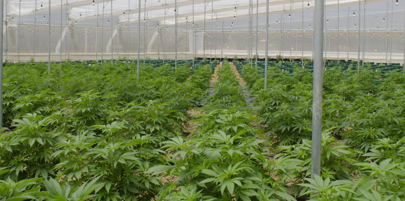 Cannabispflanzen in einem großen Gewächshaus