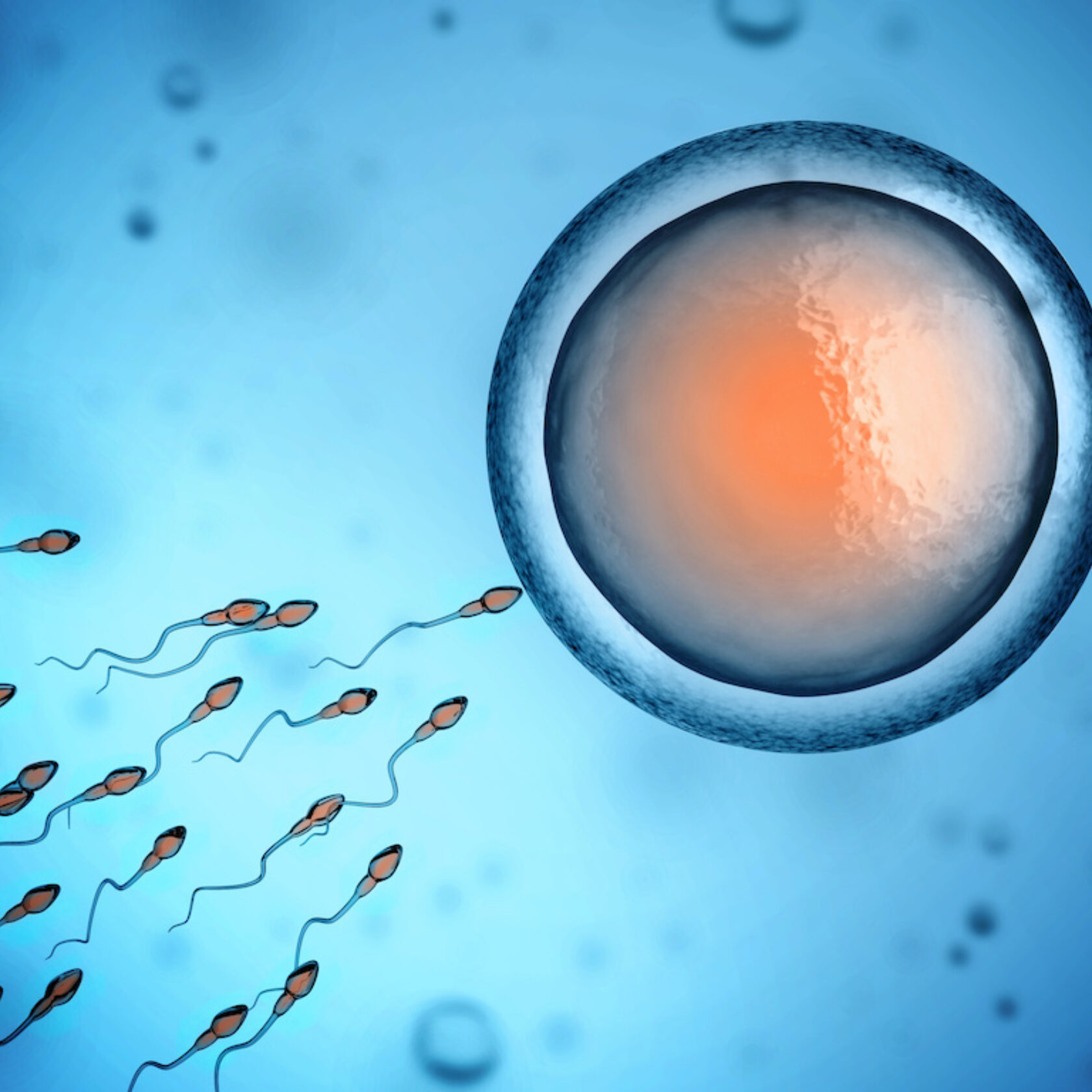 Spermien treffen auf die Eizelle