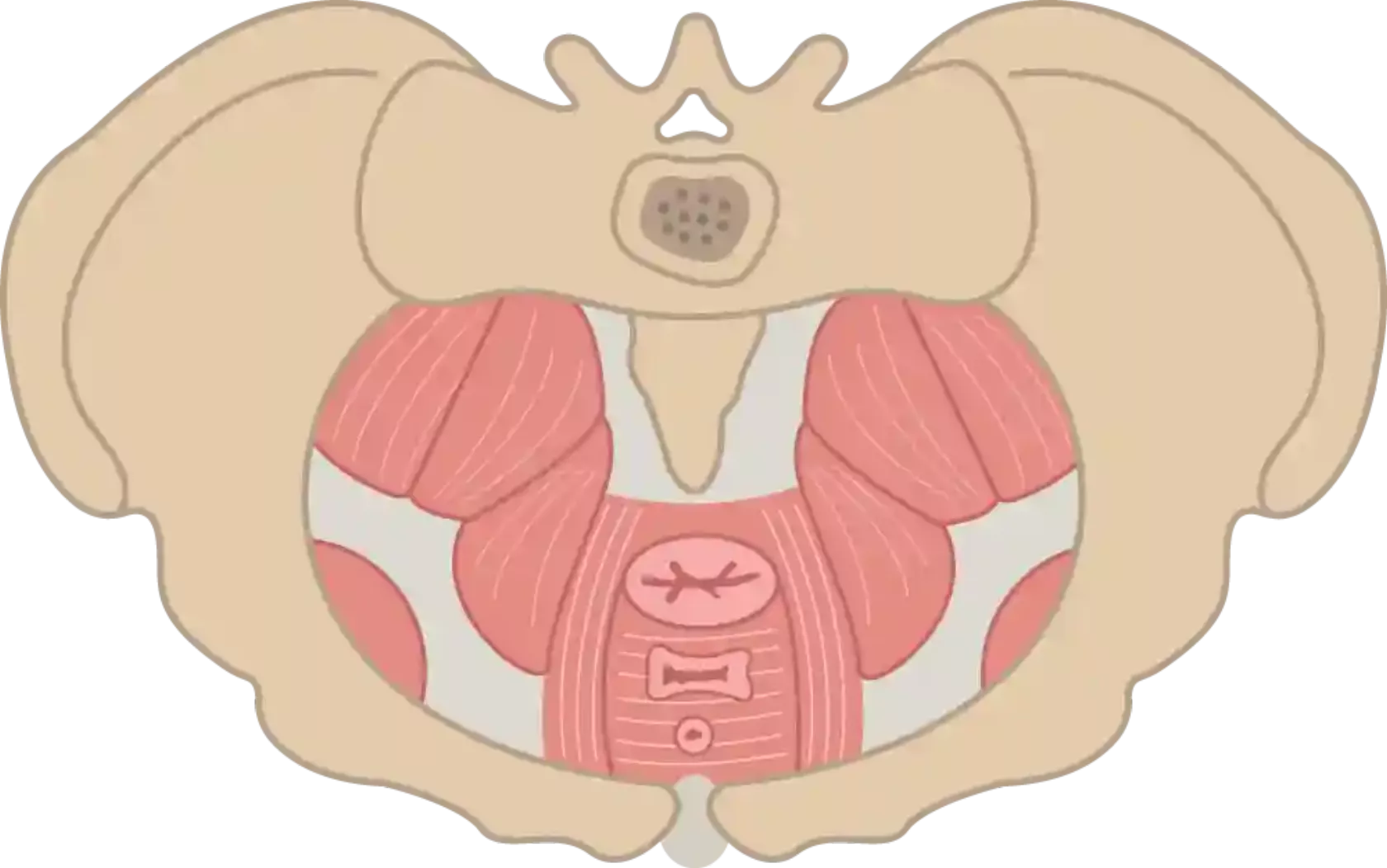 Anatomische colorierte Zeichnung des weiblichen Beckenbodens mit den drei Muskelschichten.